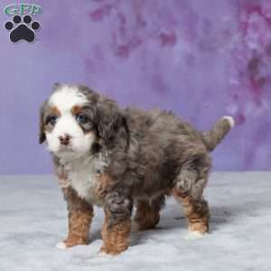 Skyler, Mini Bernedoodle Puppy